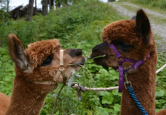 Lama - Alpaca Meet &amp; Greet