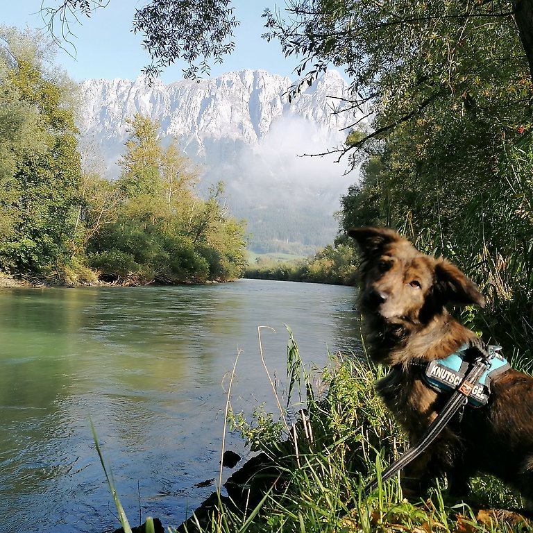 Höflehner Blog - Urlaub mit Hund