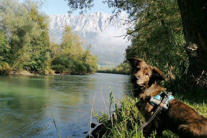 Höflehner Blog - Urlaub mit Hund