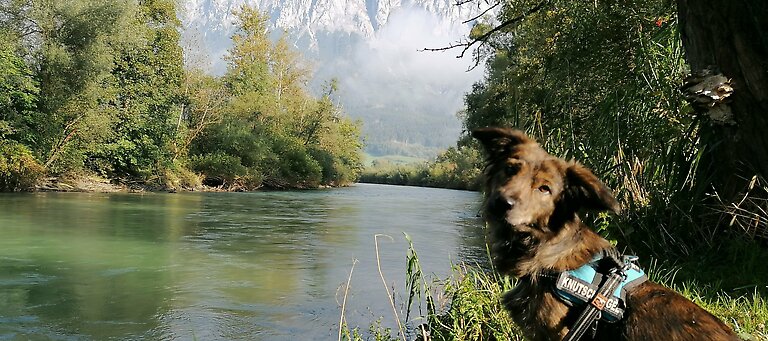 Höflehner Blog - Urlaub mit Hund