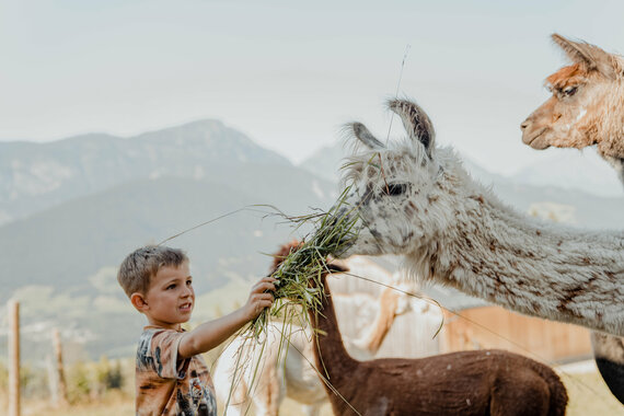 Tierwelt 