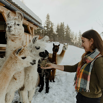 Alpaca and llama - Meet &amp; Greet